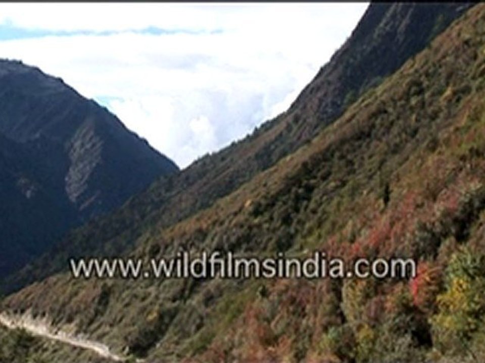 Sikkim fall colours