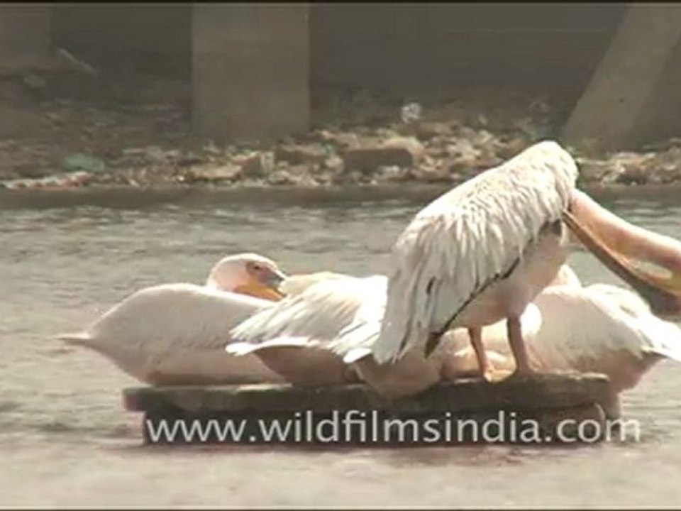 Rosy Pelicans, Gujarat