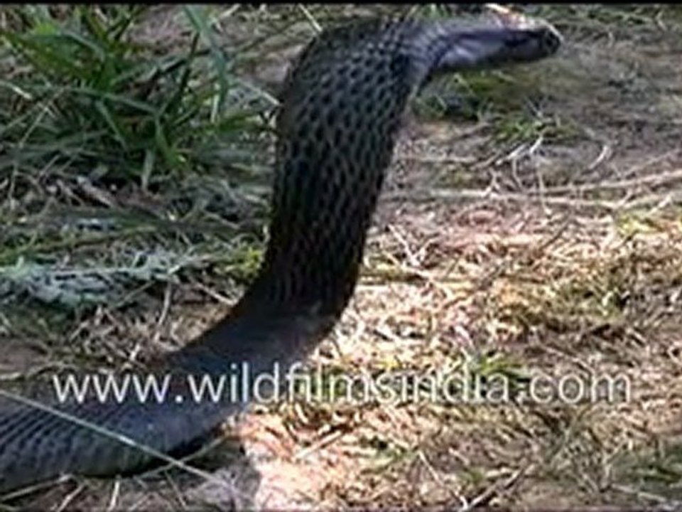 King Cobra - a deadly venomous snake