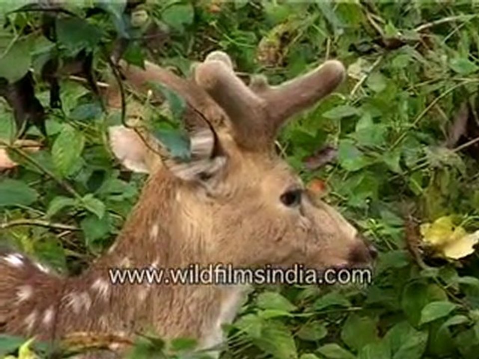Spotted Deer