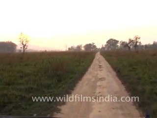 Jeep safari at Corbett National Park