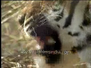 Tiger close up at Madhav National Park