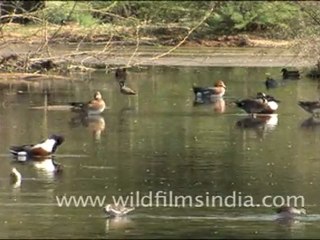 Wetland birds in Rajasthan
