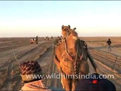 Camels in Rann Utsav, Gujarat