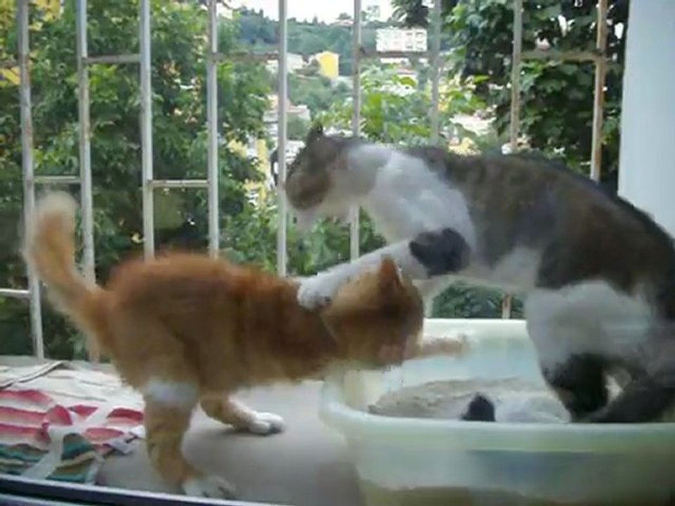 Cats