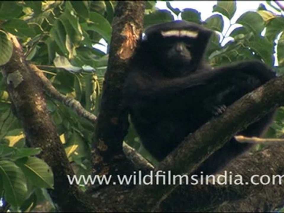 Male Hoolock Gibbon in Arunachal Pradesh