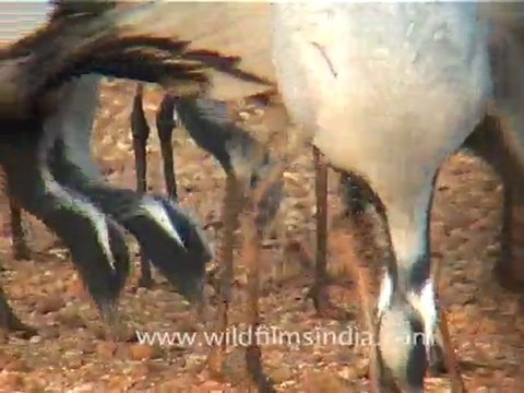 Demoiselle Cranes in Rajasthan