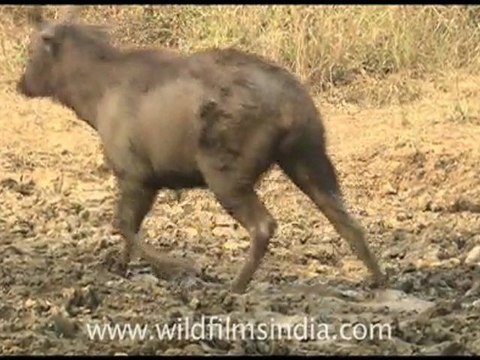 Sambhar deer bathing in wet mud!