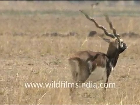 Blackbuck in Tal Chappar Sanctuary