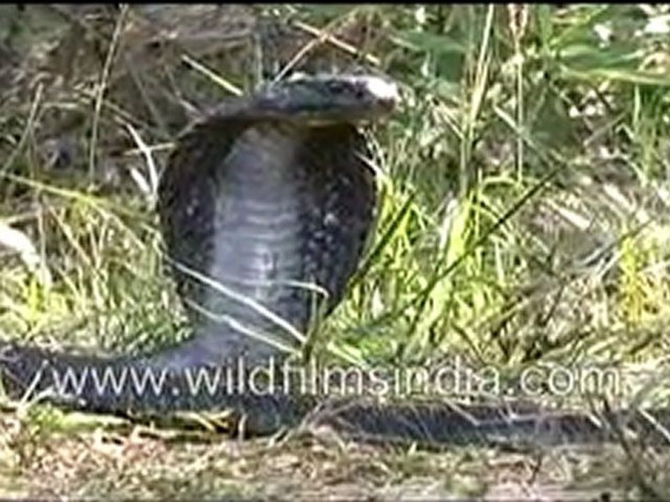 King Cobra in India