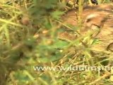 Piglet in Sariska wildlife sanctuary