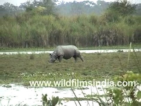 Rhinoceros in Kaziranga National Park
