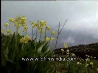 Wild flowers-MPEG-4 800Kbps