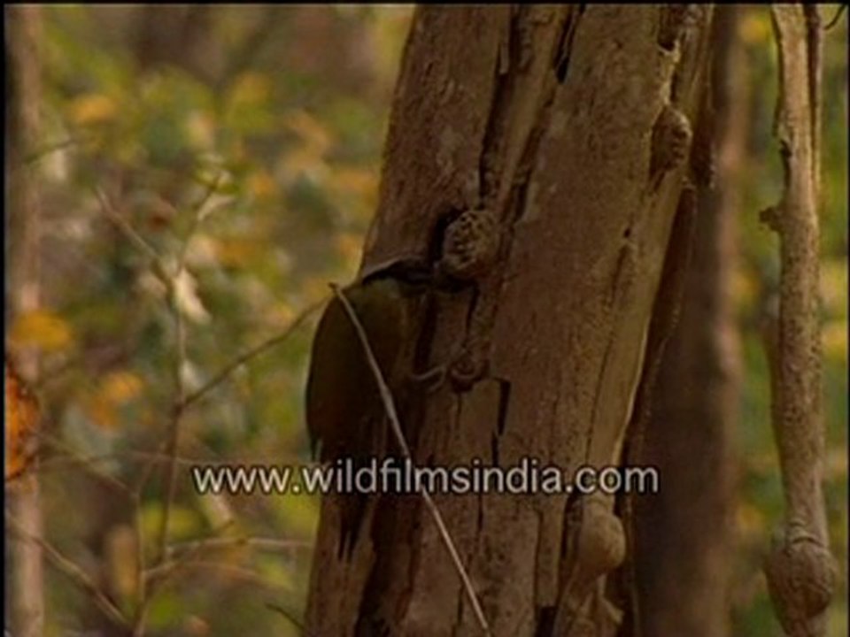 Scaly-Bellied Green Woodpecker