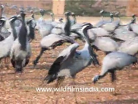 Koonj or Demoiselle Cranes
