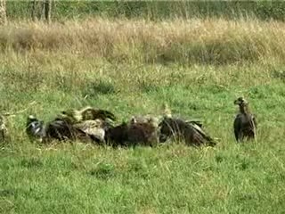 Vultures at Corbett National Park