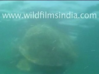 Olive Ridley turtle mating