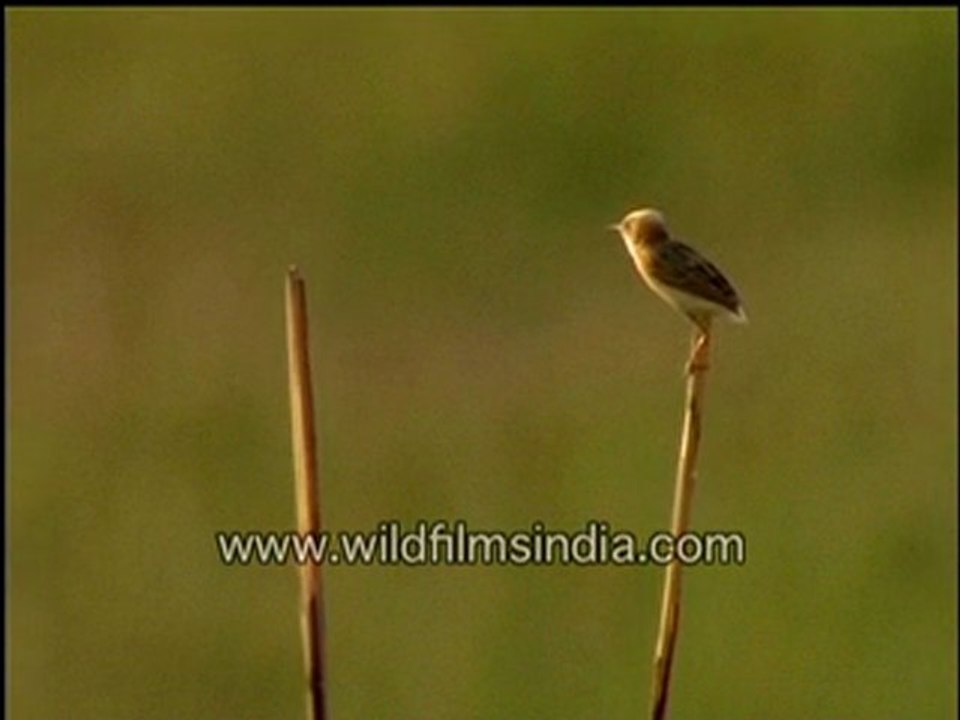 Baya-weaver chick.-MPEG-4 800Kbps