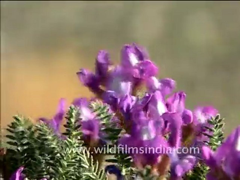 Wild flowers in Ladkh