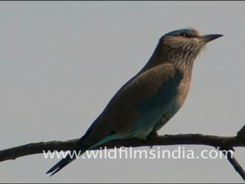 Indian roller sitting on a Tree, Rajasthan
