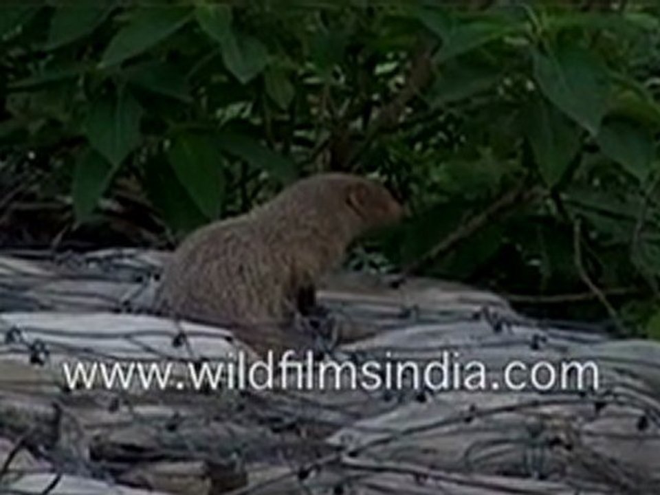 Mongoose in India