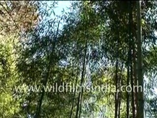 Nursery of Bamboo Plants