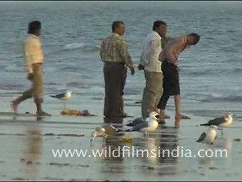 Birds at Sea Coast, Gujarat