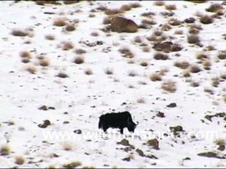 Yaks in the snow of Ladakh