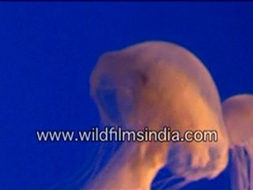 Jellyfish in the ocean