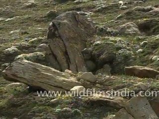 Himalayan Marmot in north Sikkim
