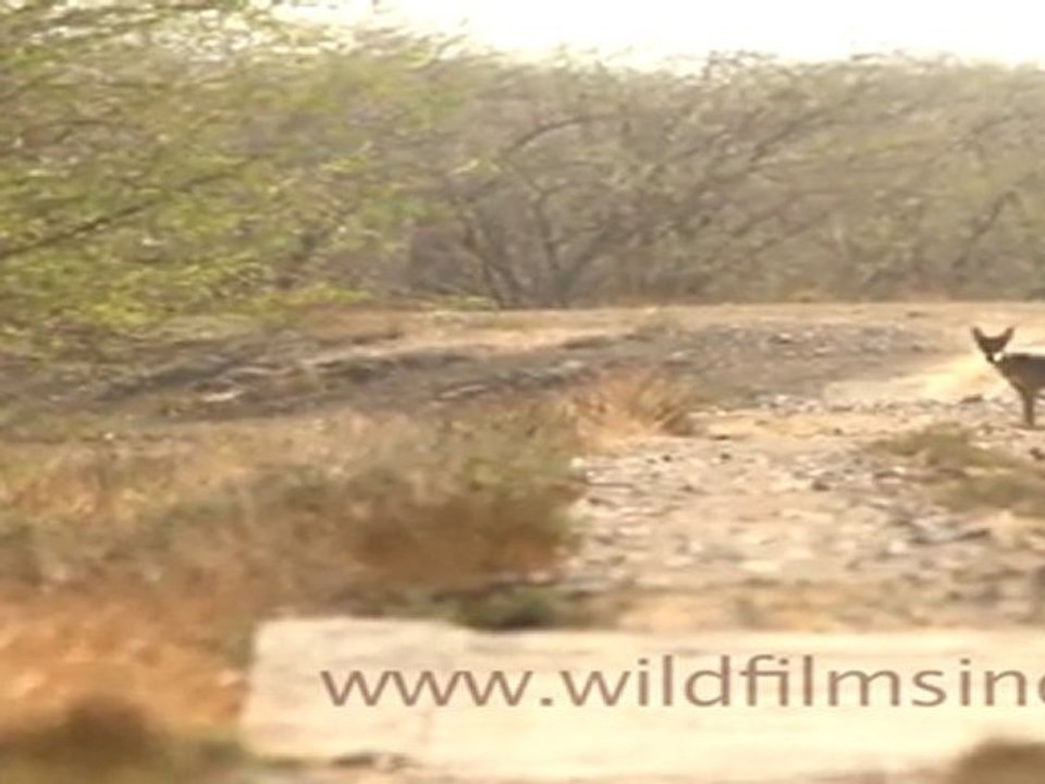 Wolf (Canis lupus) in India