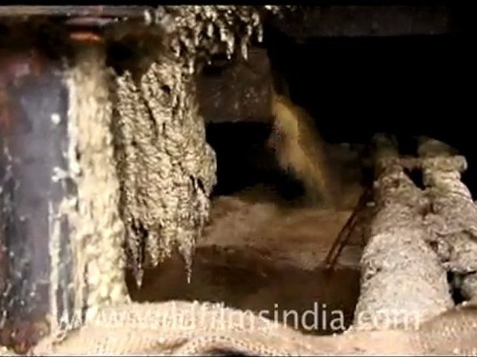 Sugarcane factory in India