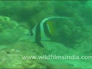 Banner Fish in Andaman
