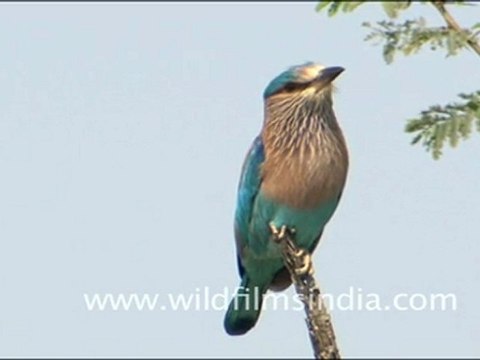 Indian Roller in Tal Chappar Wildlife Sanctuary