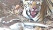 Tiger eating Chital deer