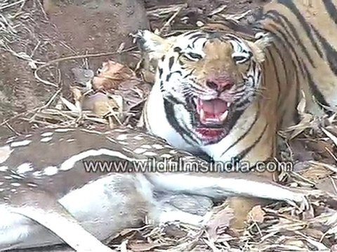 Tiger eating Chital deer