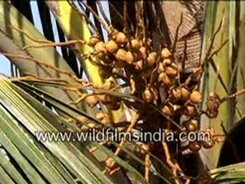 coconuts-MPEG-4 800Kbps