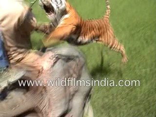Tiger Attacking a Man on an Elephant