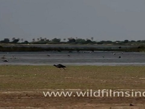 Group of Flamingos in Gujarat