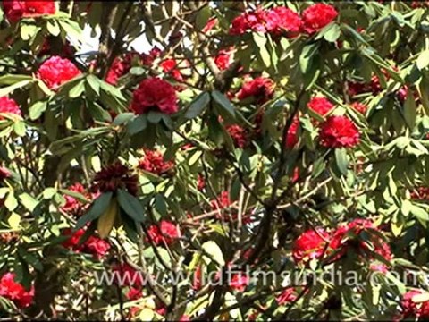 Rhododendron arboreum trees