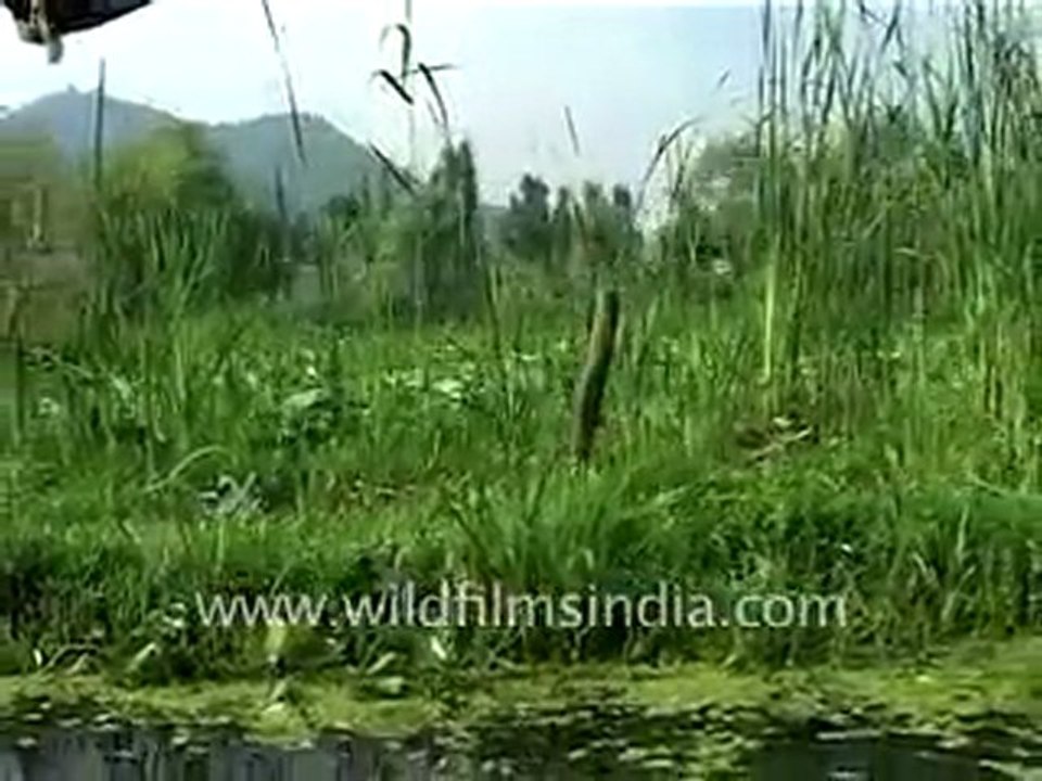 Srinagar's Dal lake
