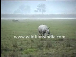 Rhino in Kaziranga National Park