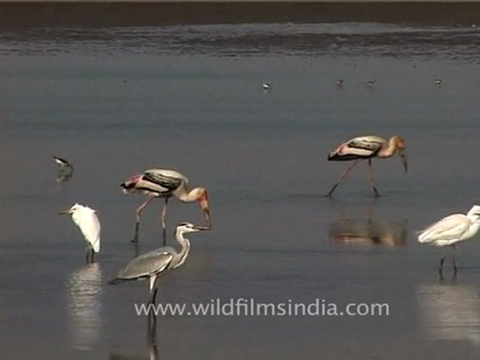 Waders in Gujarat