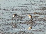 Flamingoes in Gujarat