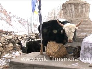Beautiful Landscape of Ladakh