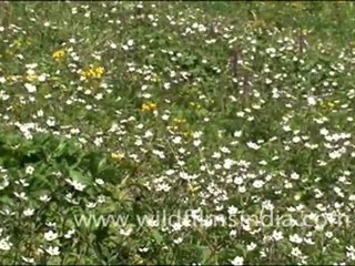 "Valley full of flowers "