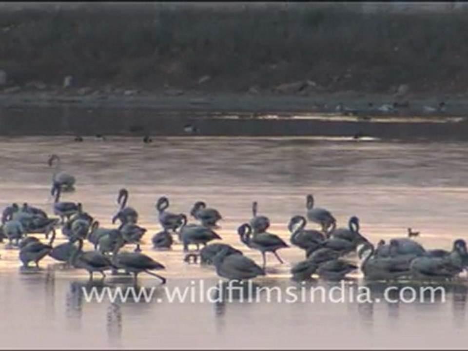 Flamingos in Sambhar Lake