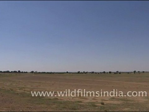 Herd of sheep grazing in a field, Rajasthan