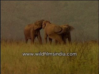 Elephants enjoying in the evening