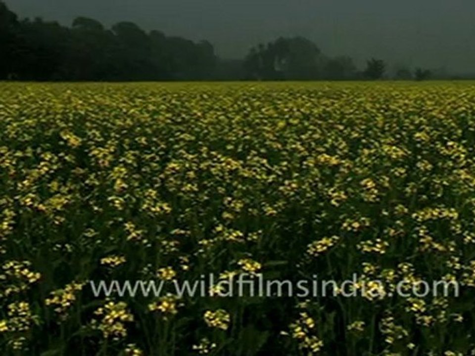 Mustard field in Haryana